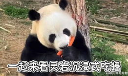 国宝大熊猫视频,萌动瞬间，揭秘大熊猫生活奥秘